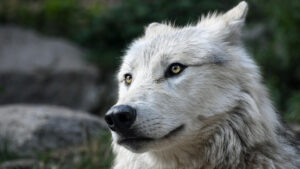 Colossal Biosciences Klaim Berhasil Menghidupkan Kembali Direwolf